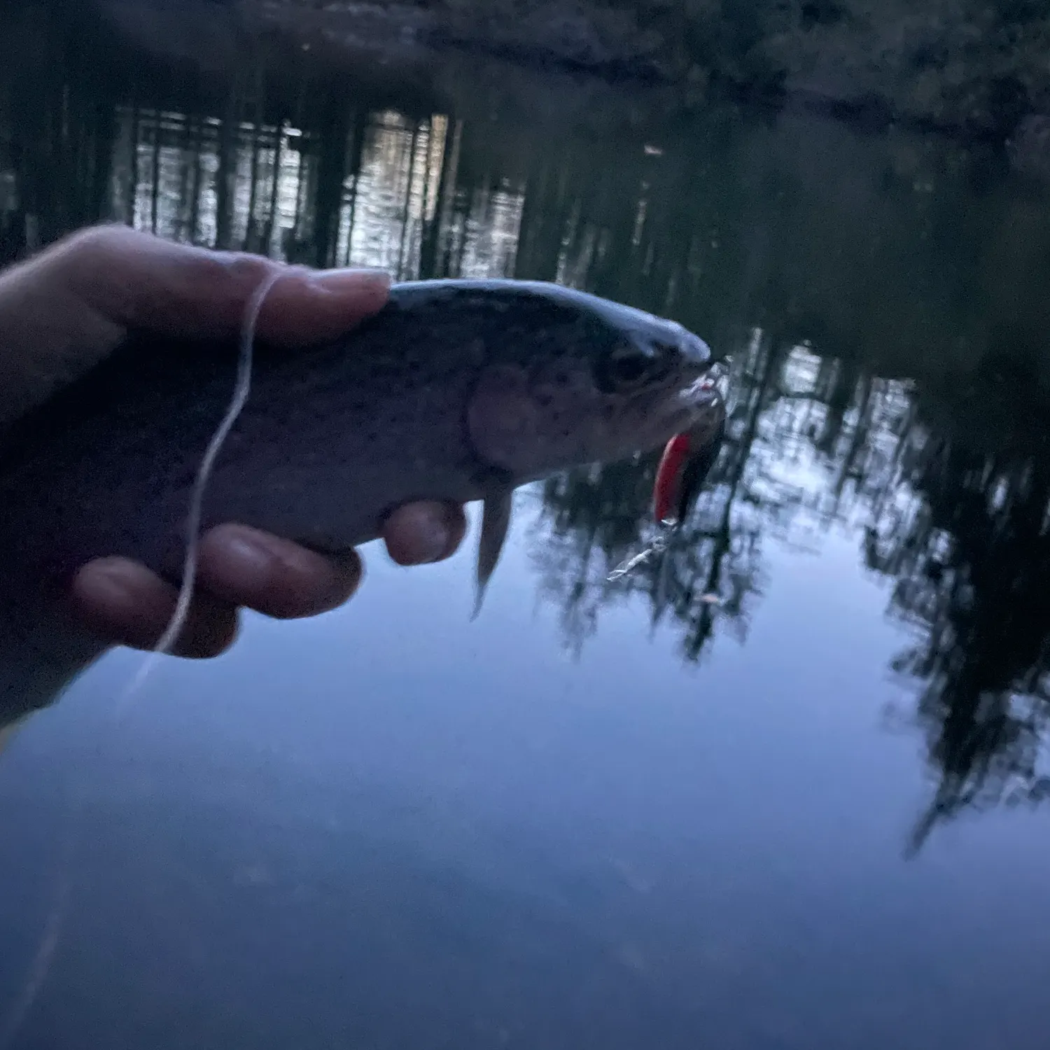 Rainbow trout caught on Fishbrain