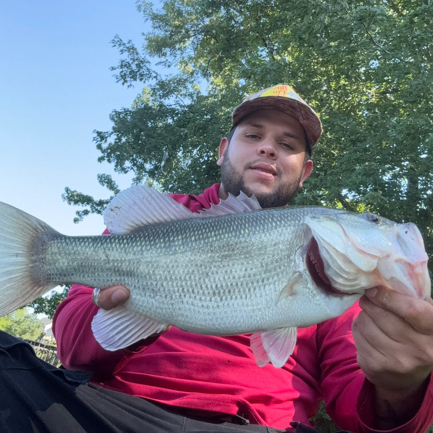 Largemouth bass caught on Fishbrain