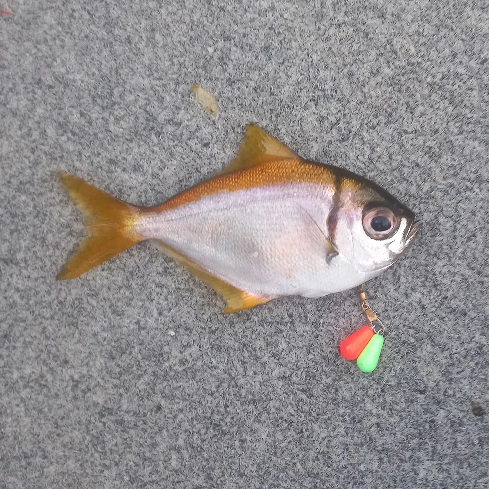 Pacific pomfret caught on Fishbrain