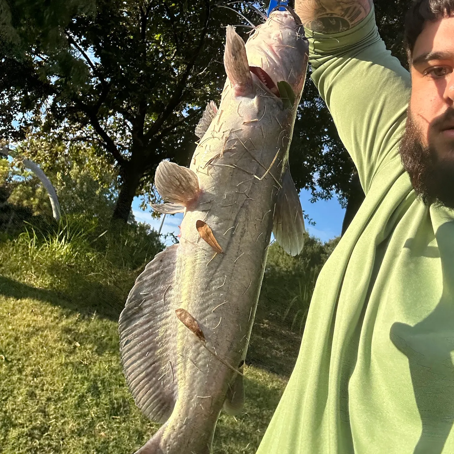 Channel catfish caught on Fishbrain