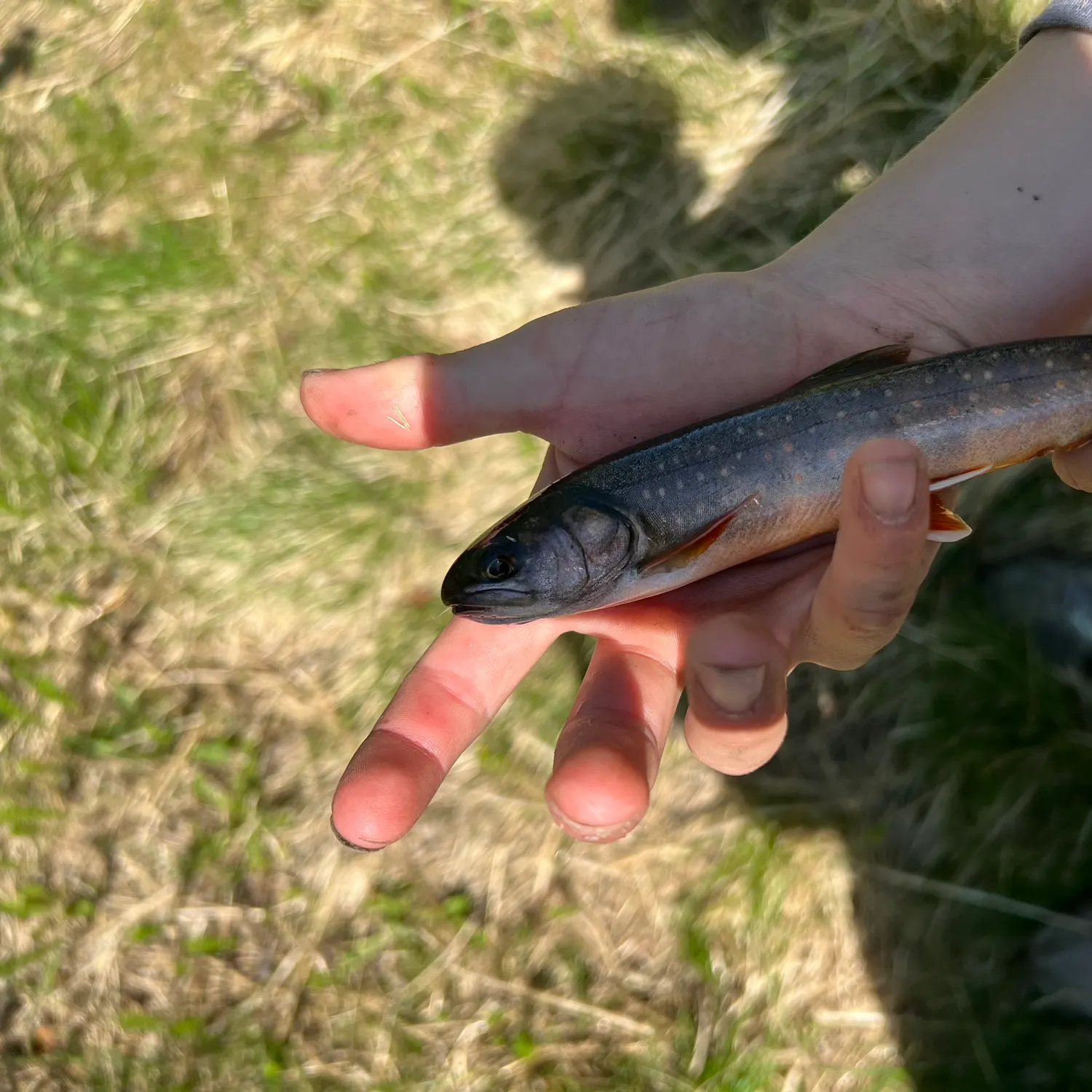 The most recent Dolly varden catches on Fishbrain
