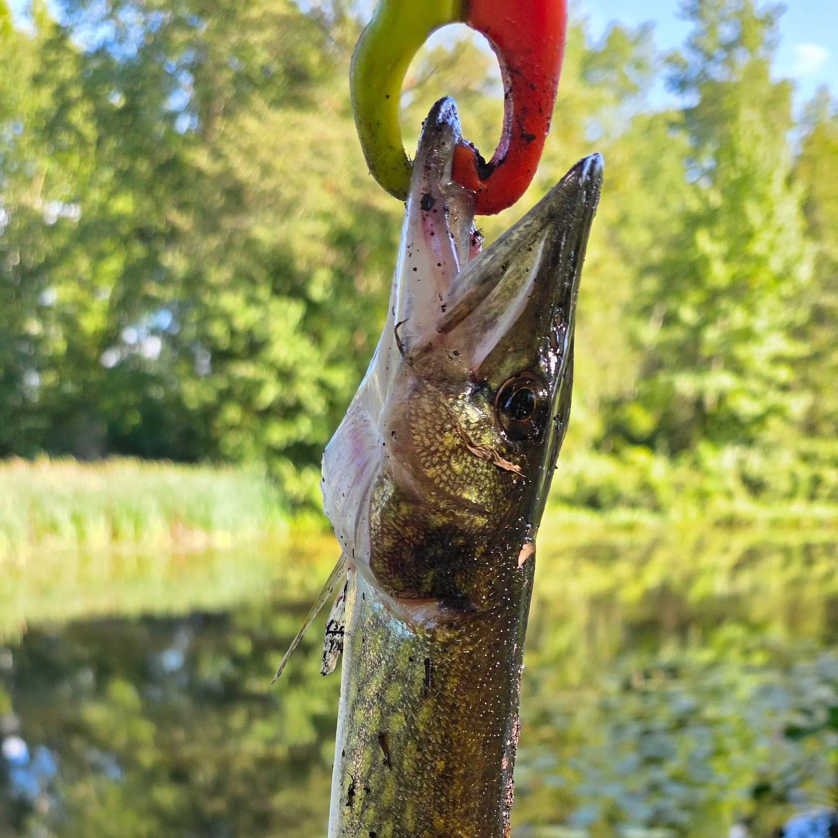 Chain pickerel caught on Fishbrain