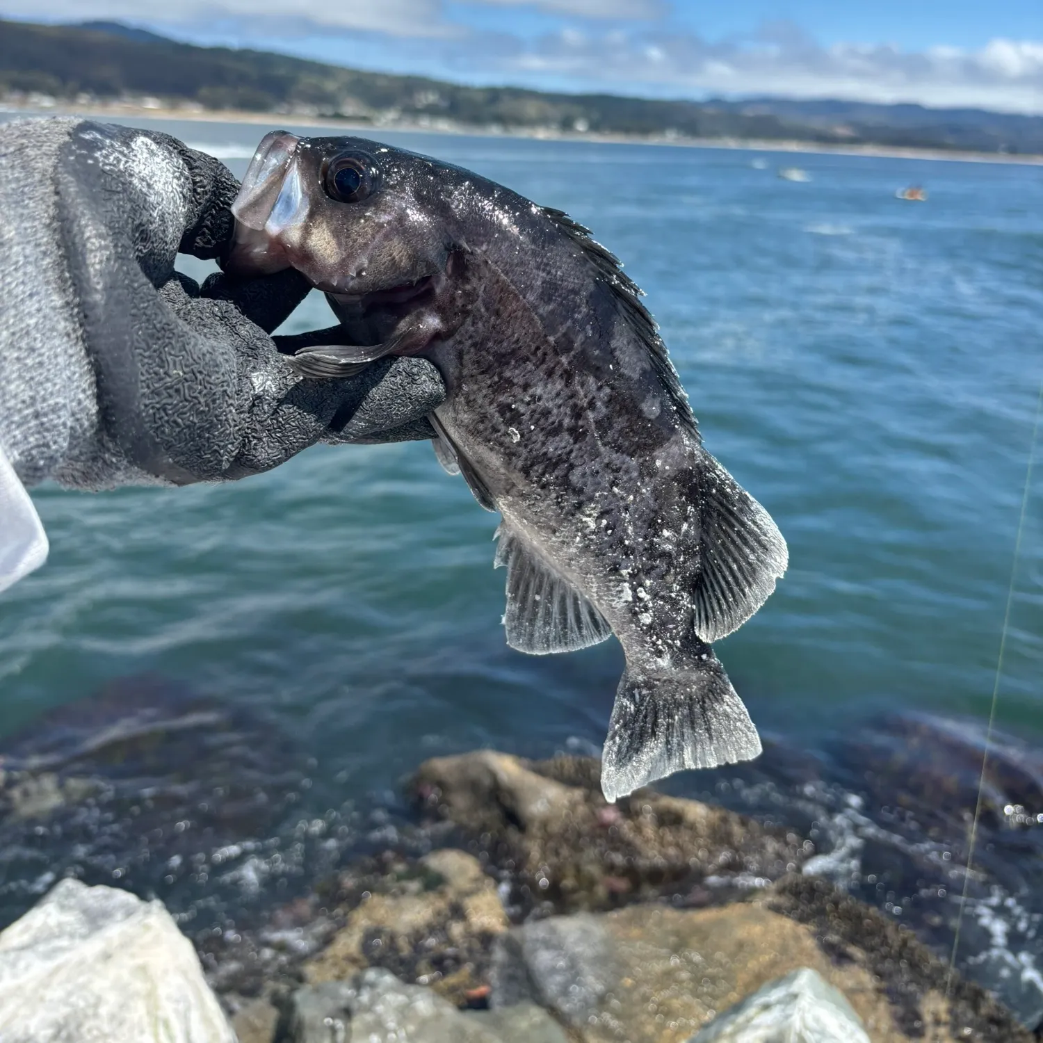 The most recent Blue rockfish catches on Fishbrain