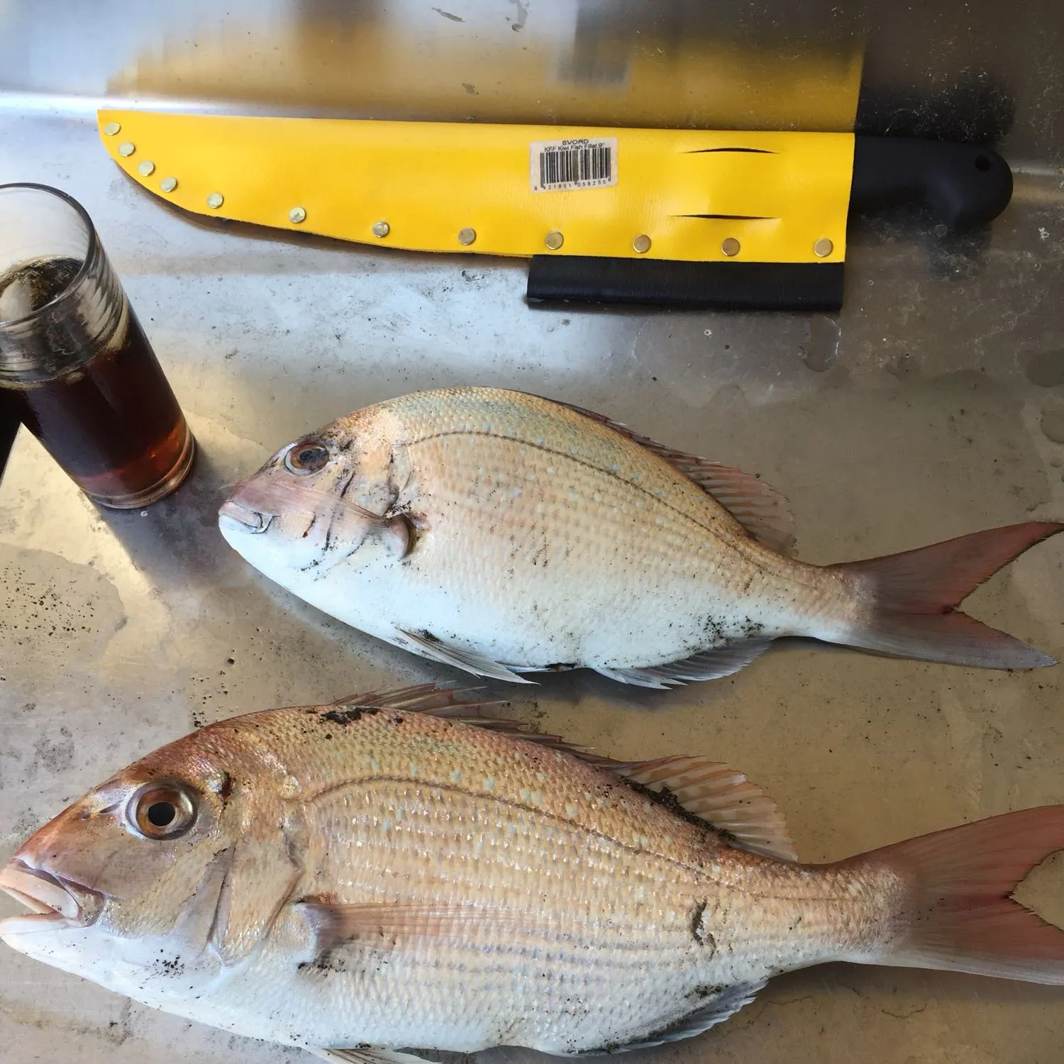 recently logged catches