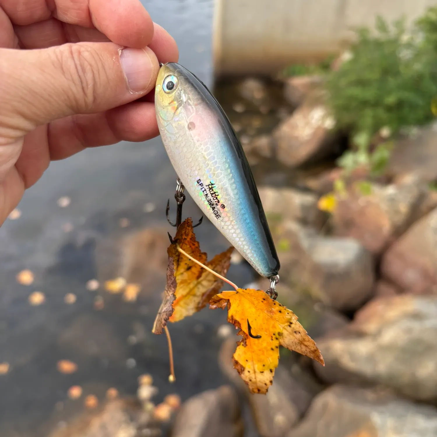 Fallfish caught on Fishbrain