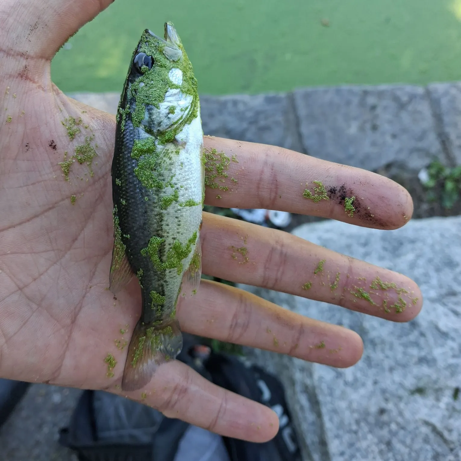 Largemouth bass caught on Fishbrain