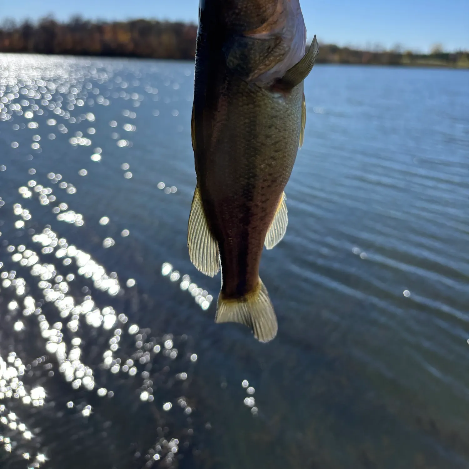 Fish caught on Fishbrain