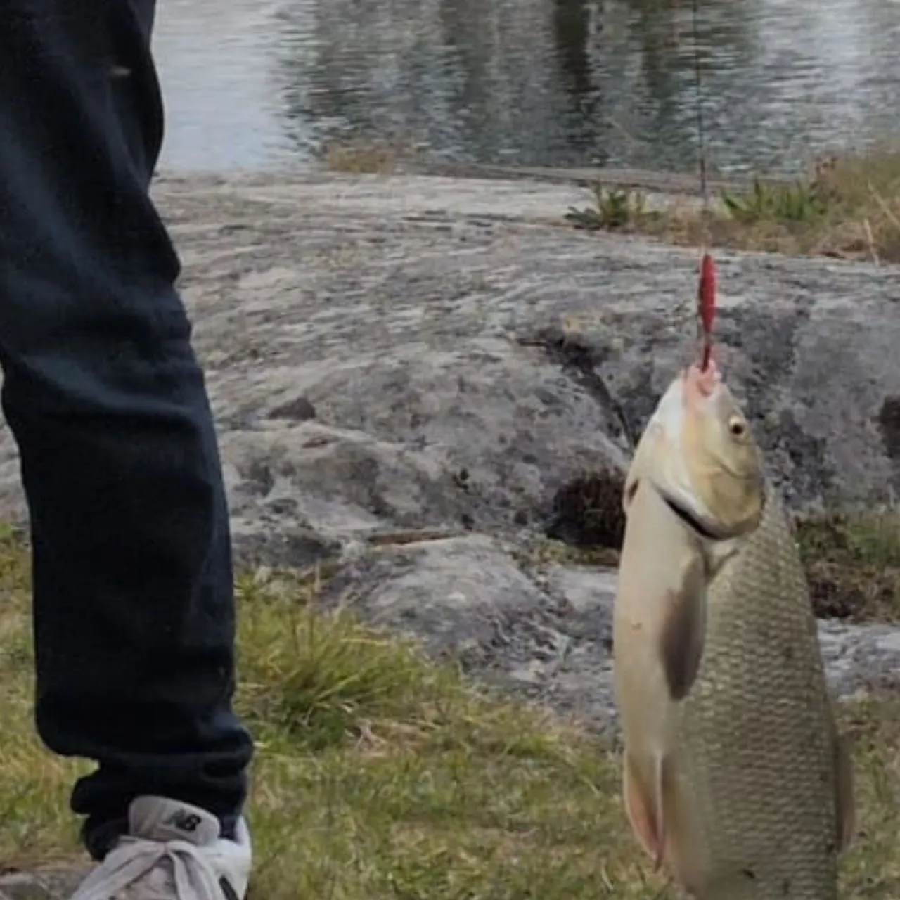 The most recent Ide catches on Fishbrain