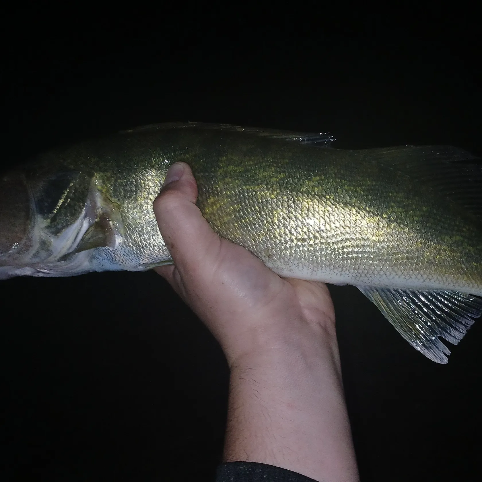 Walleye caught on Fishbrain