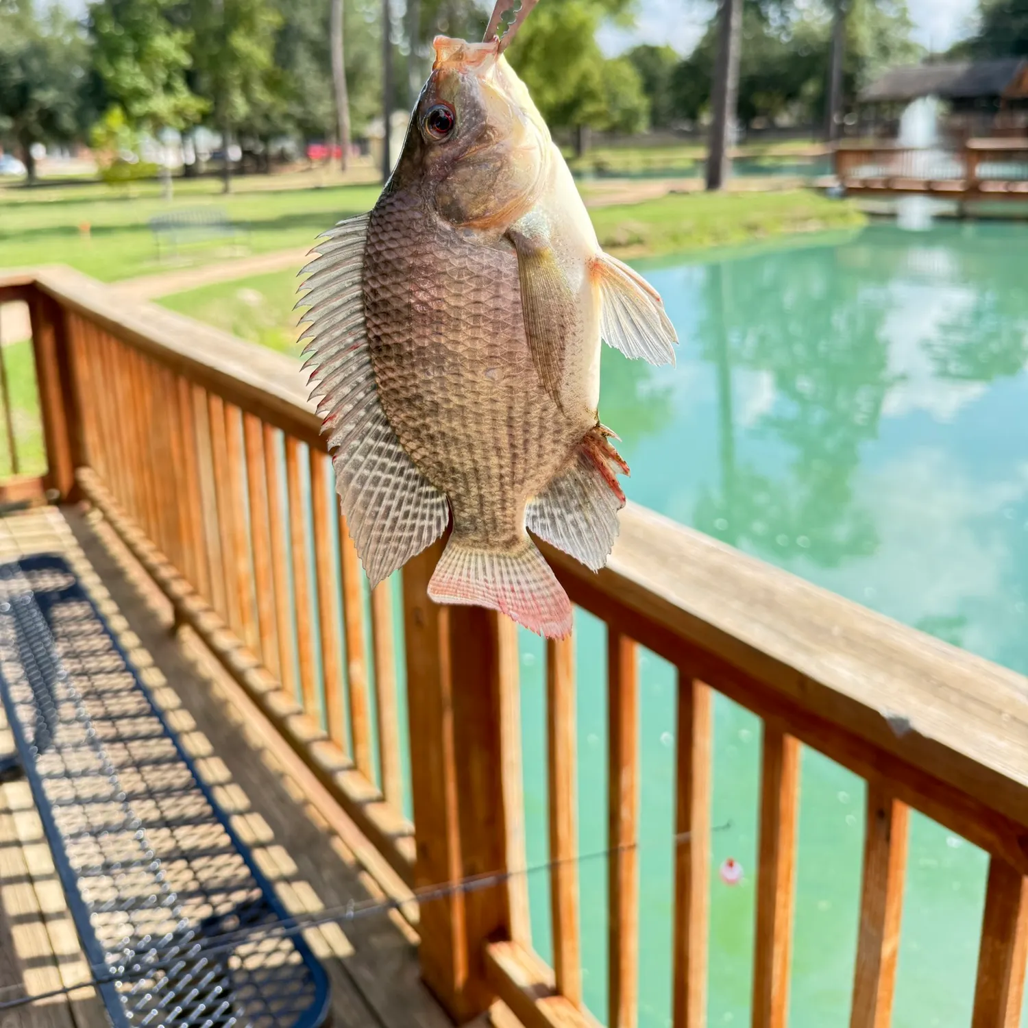 Nile tilapia caught on Fishbrain