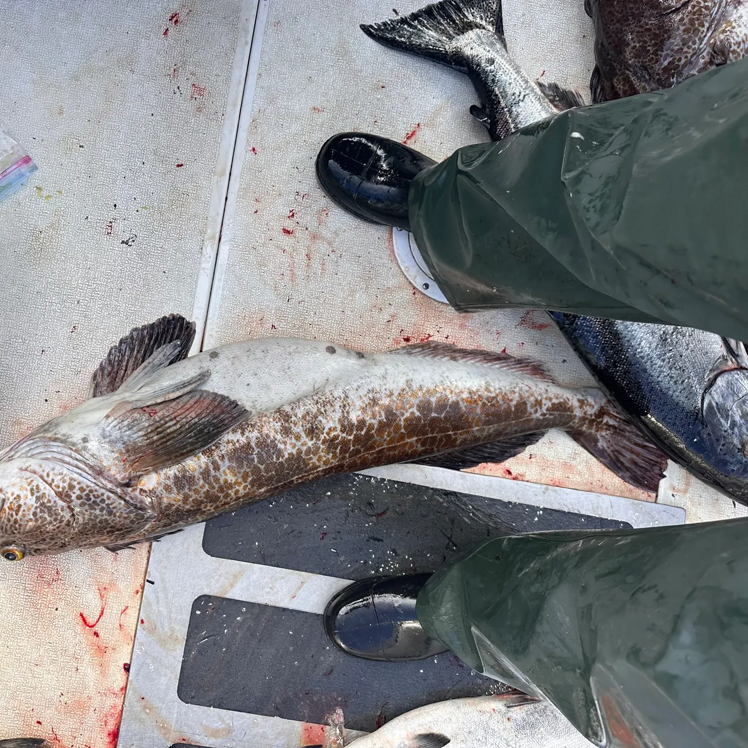 Lingcod caught on Fishbrain