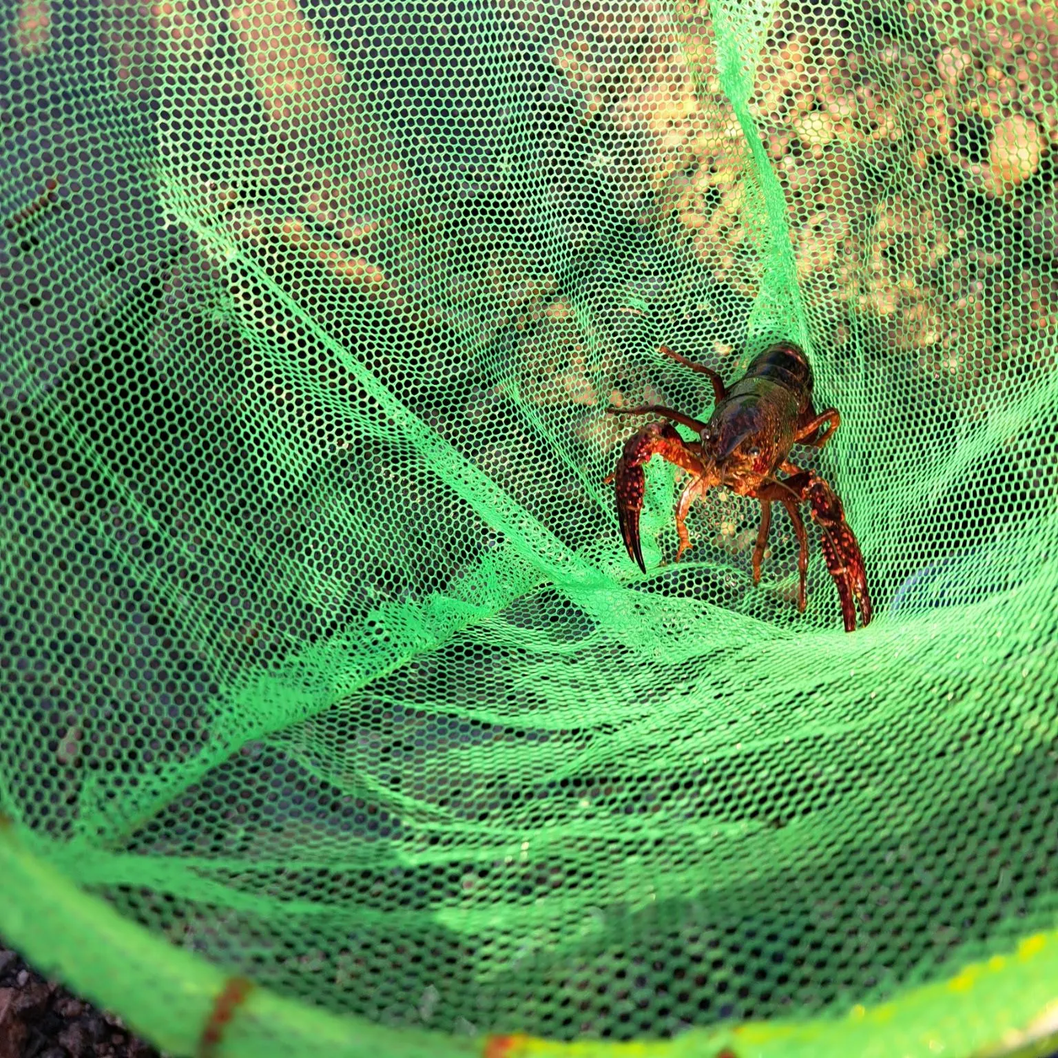 Red swamp crayfish caught on Fishbrain