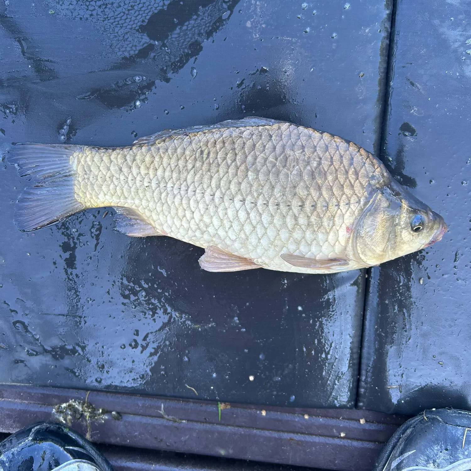 The most recent F1 carp catches on Fishbrain