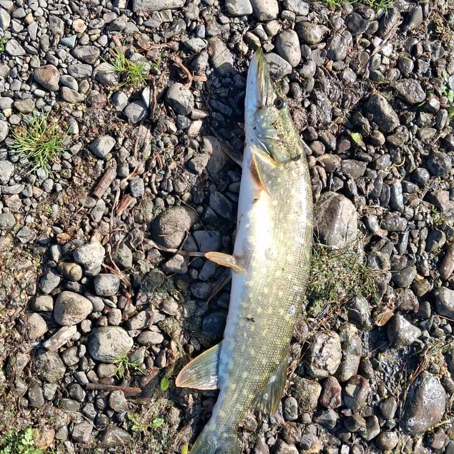 Northern pike caught on Fishbrain