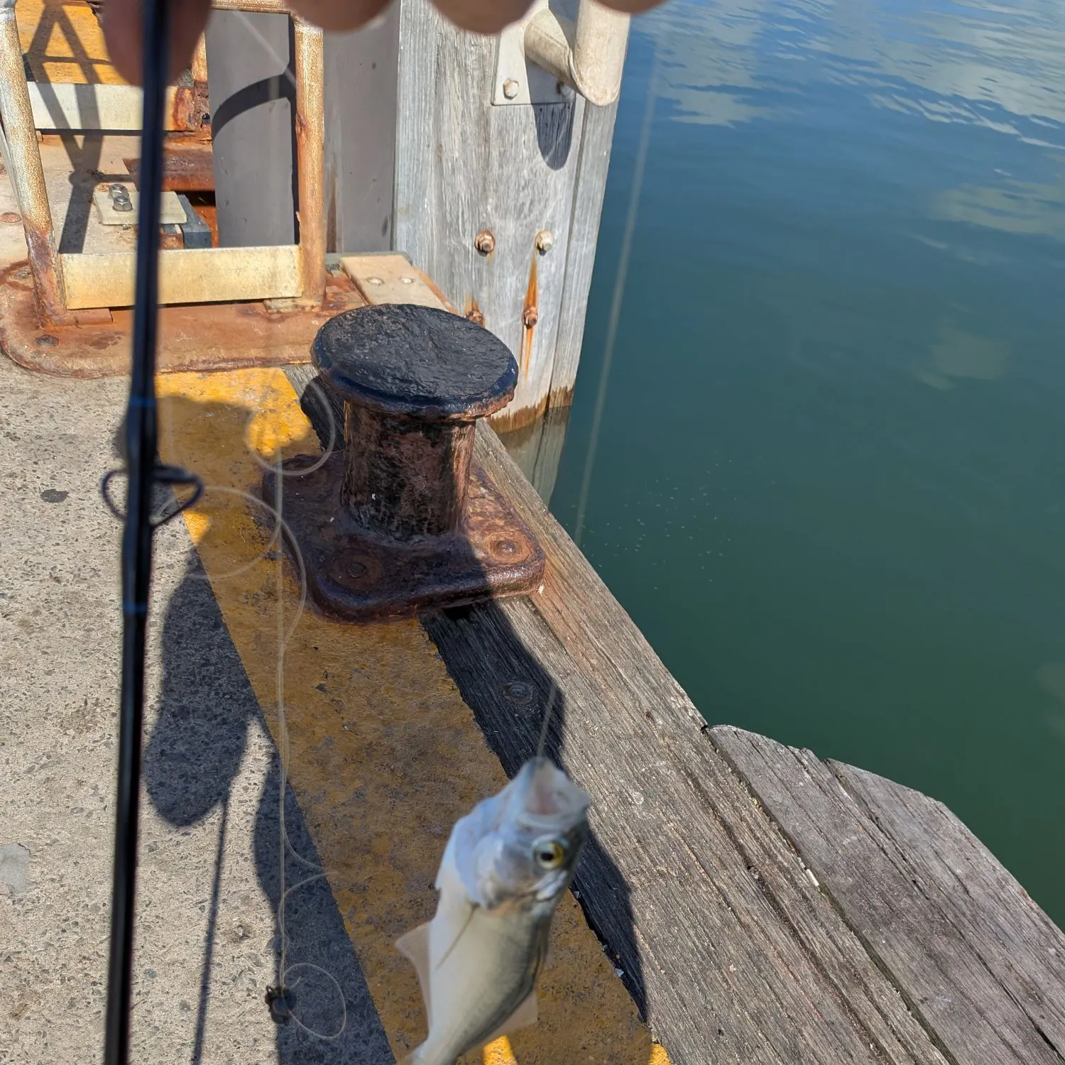 Bluefish caught on Fishbrain