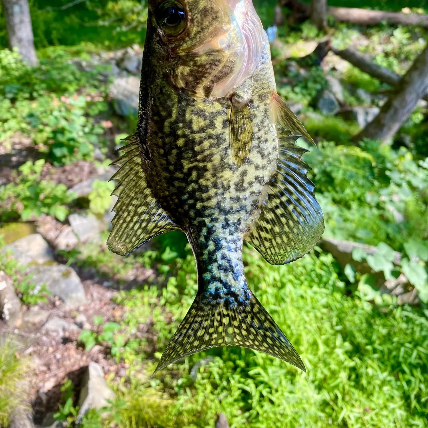 Black crappie caught on Fishbrain