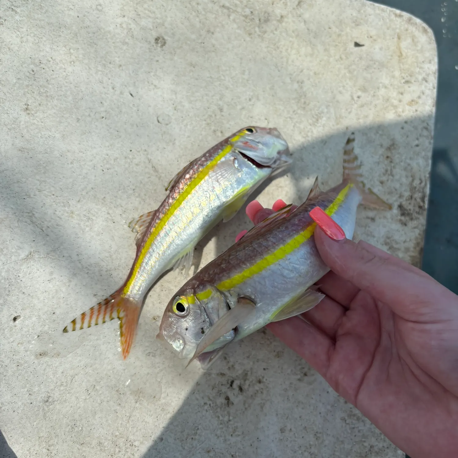 The most recent Yellowstripe goatfish catches on Fishbrain