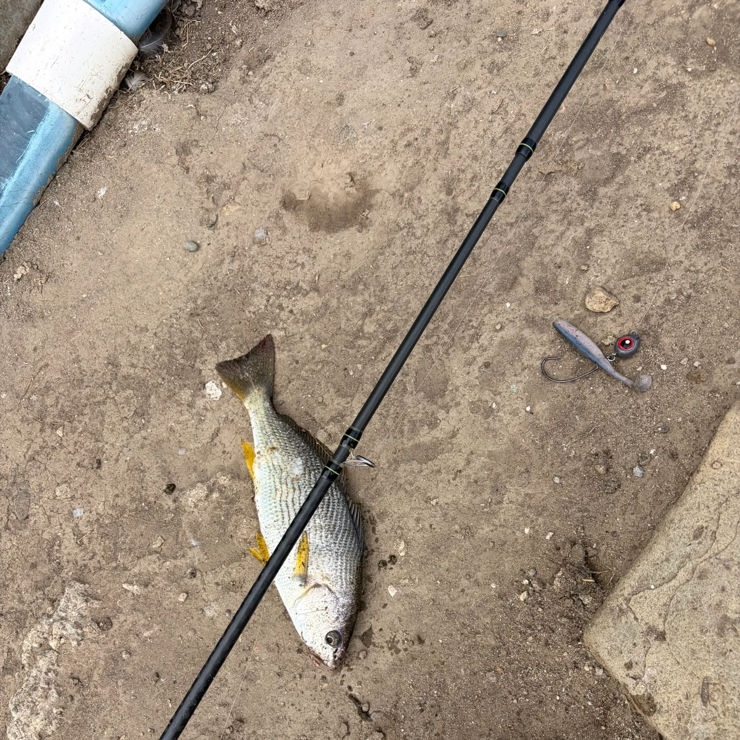 Yellowfin croaker caught on Fishbrain