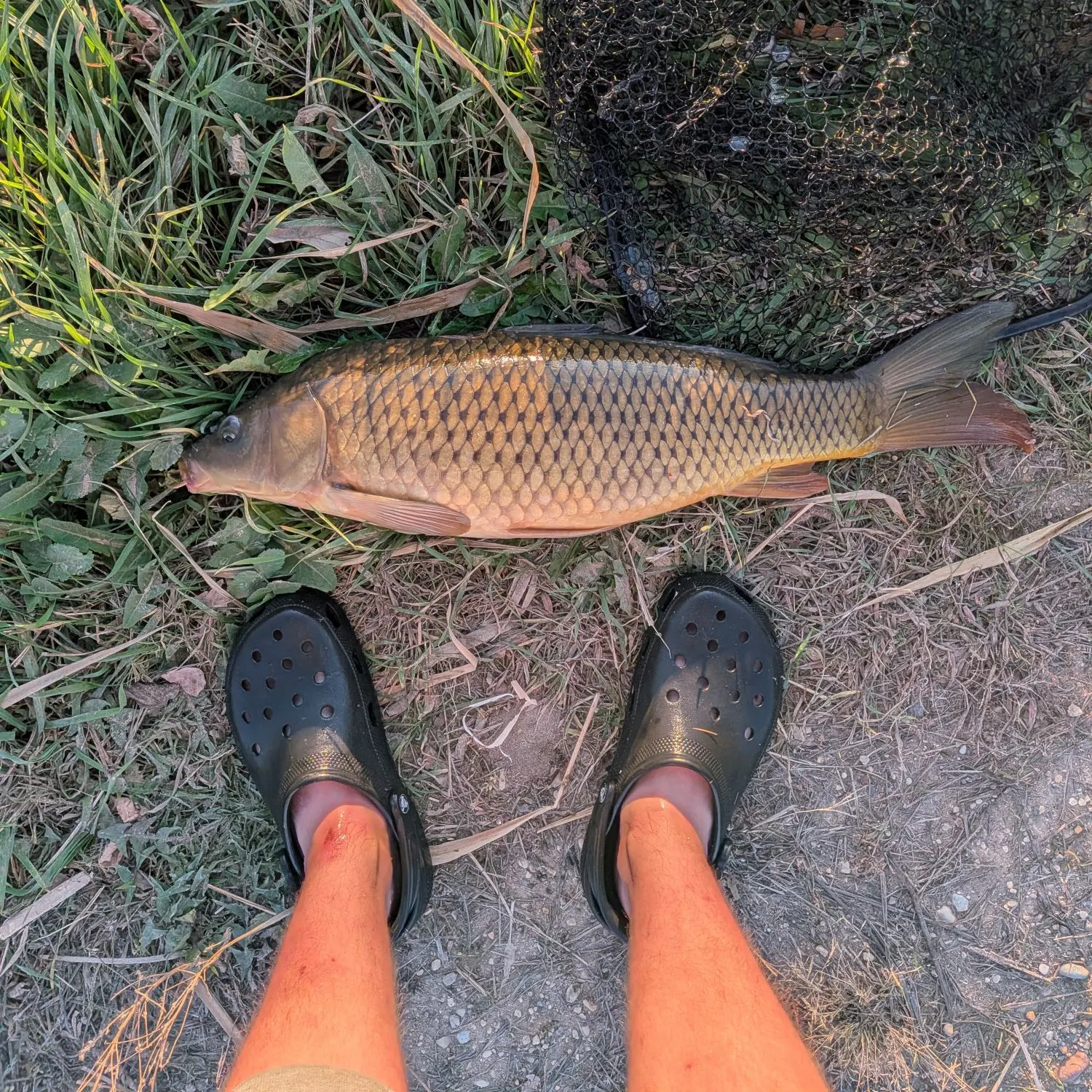 Common carp caught on Fishbrain
