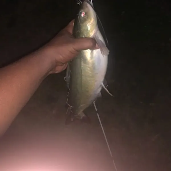 Fish caught on Fishbrain
