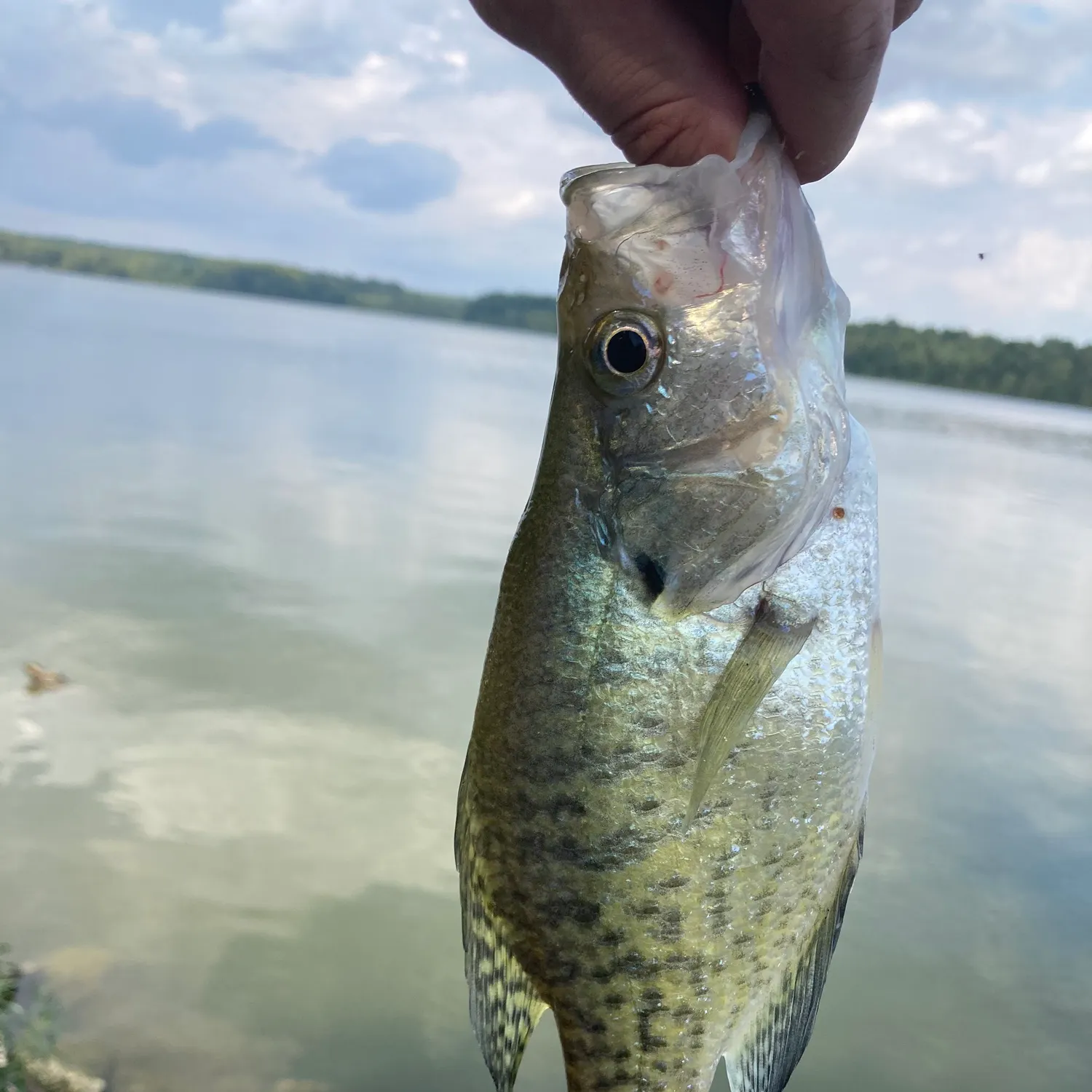 White crappie caught on Fishbrain