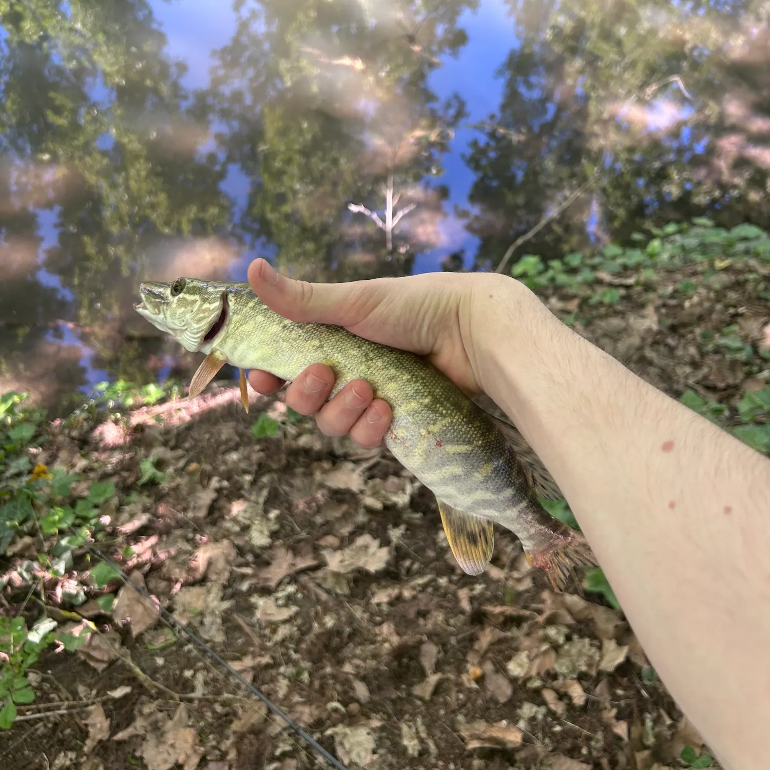 The most recent Northern pike catches on Fishbrain