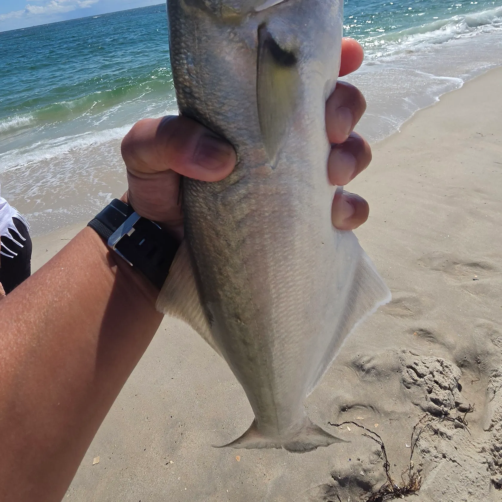 Bluefish caught on Fishbrain