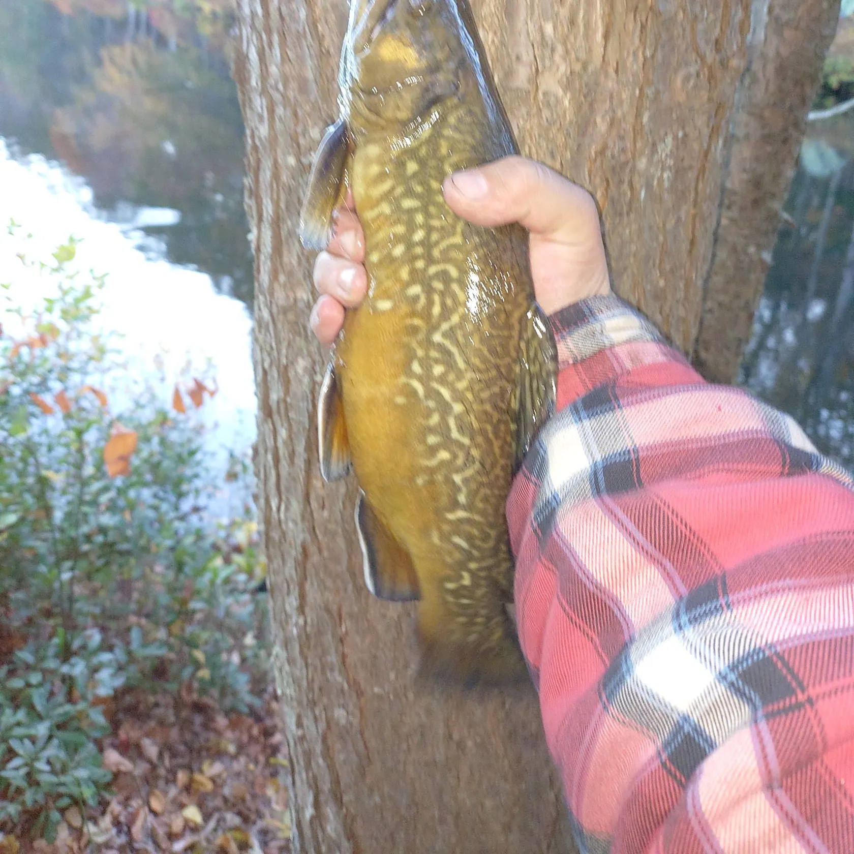 Tiger trout caught on Fishbrain