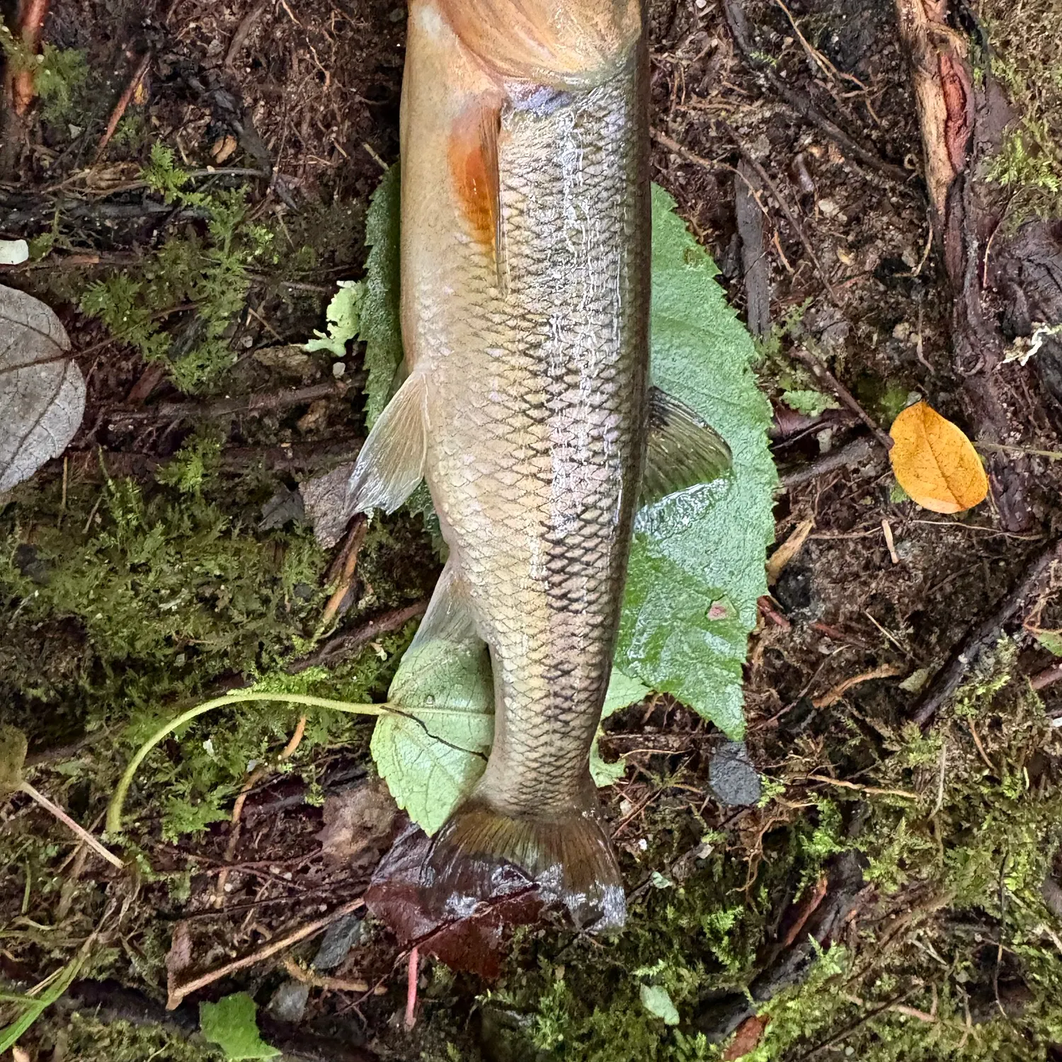Creek chub caught on Fishbrain