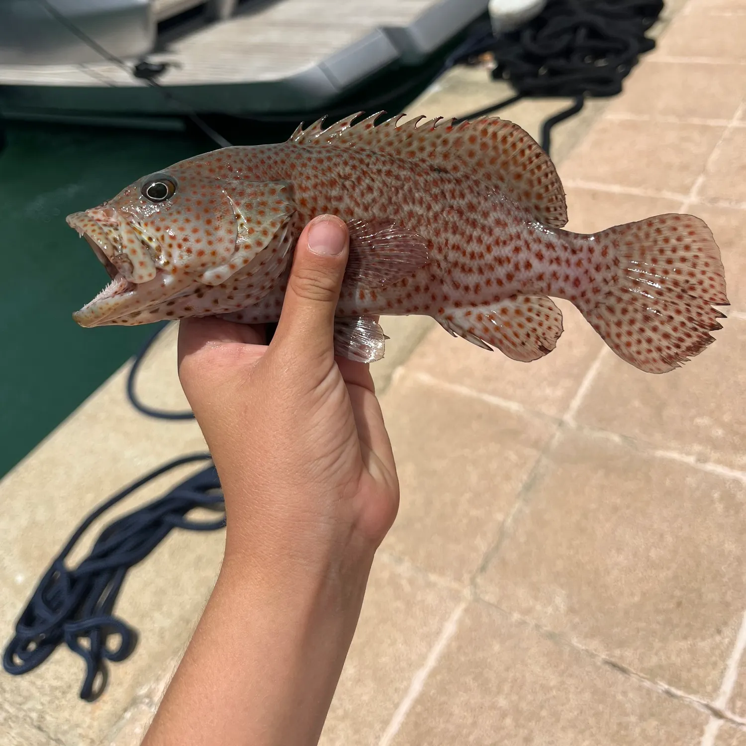 Graysby grouper caught on Fishbrain