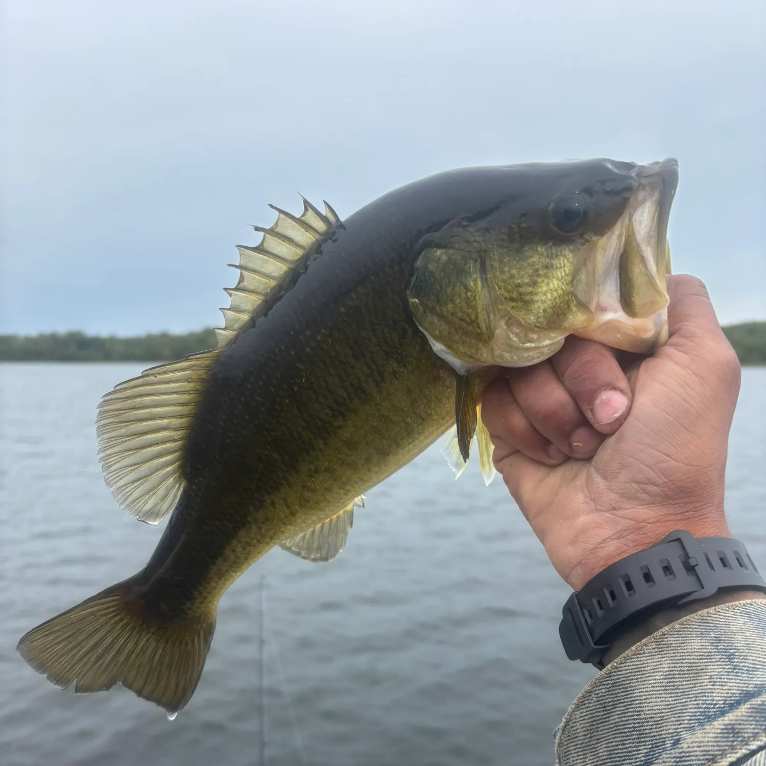 Largemouth bass caught on Fishbrain