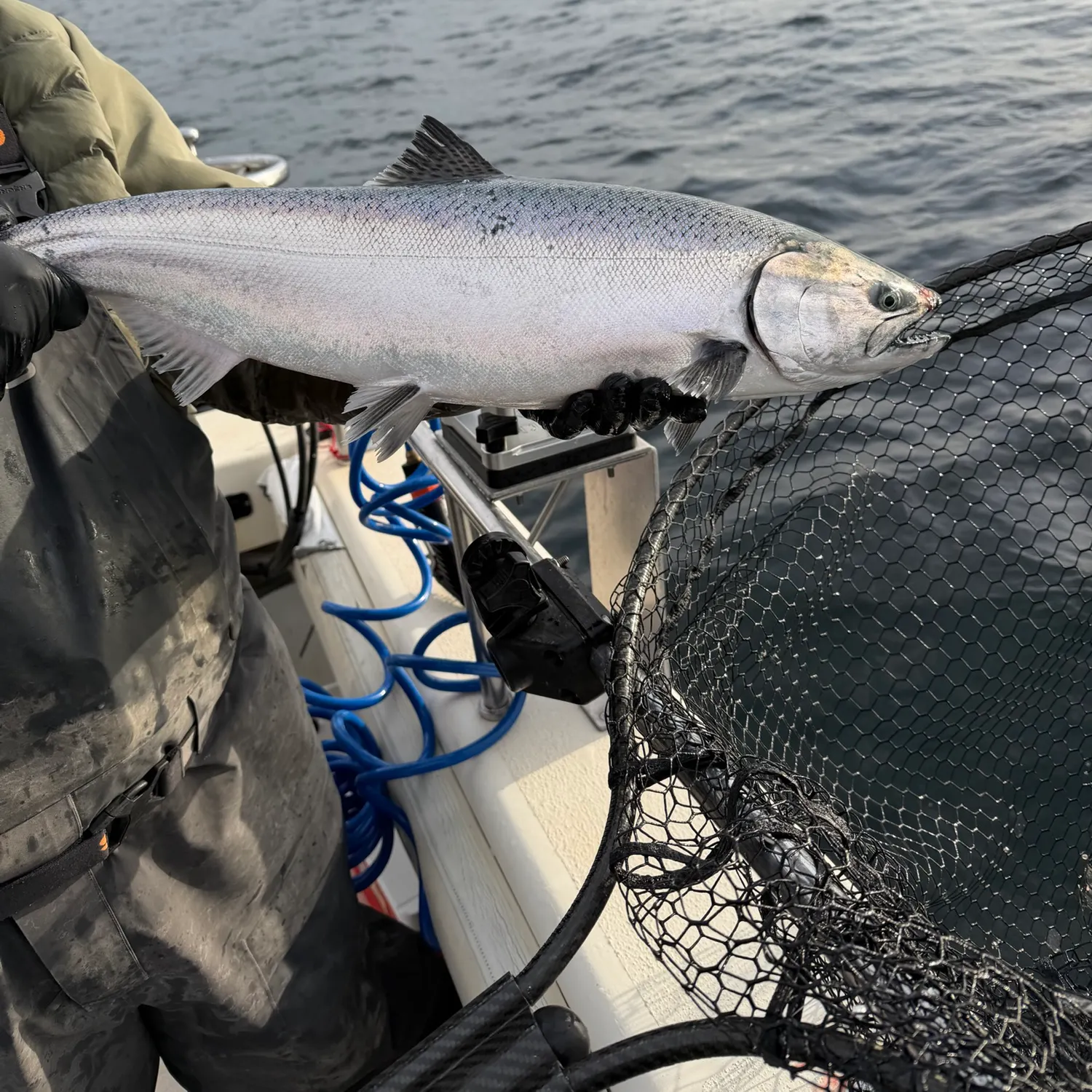 Chinook salmon caught on Fishbrain