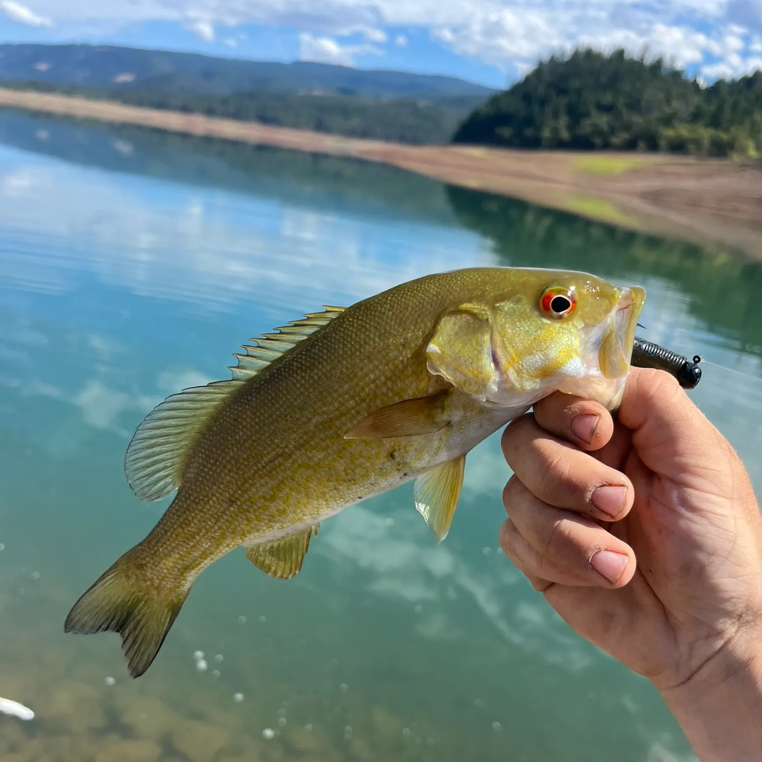 Smallmouth bass caught on Fishbrain