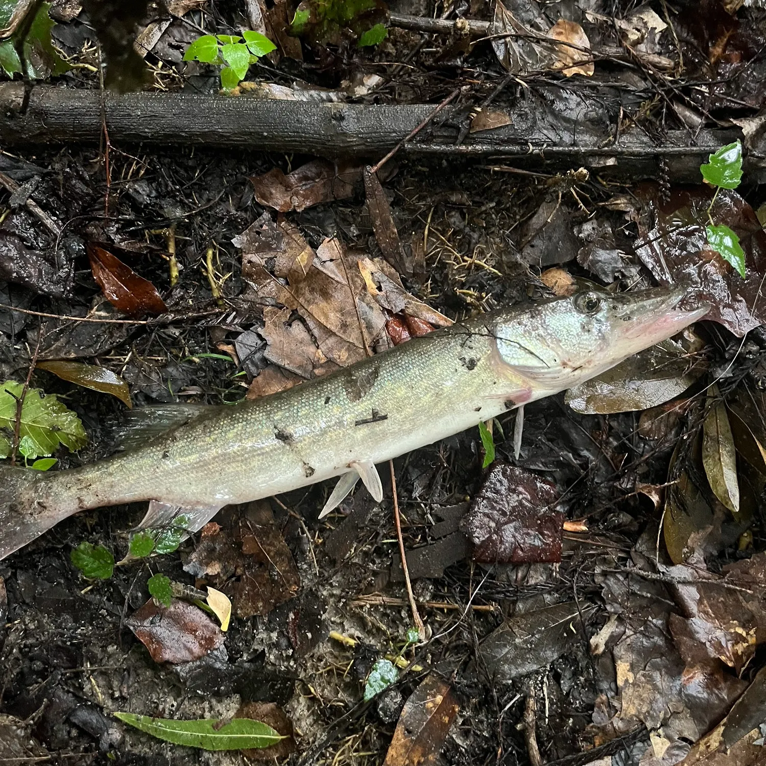The most recent Redfin pickerel catches on Fishbrain