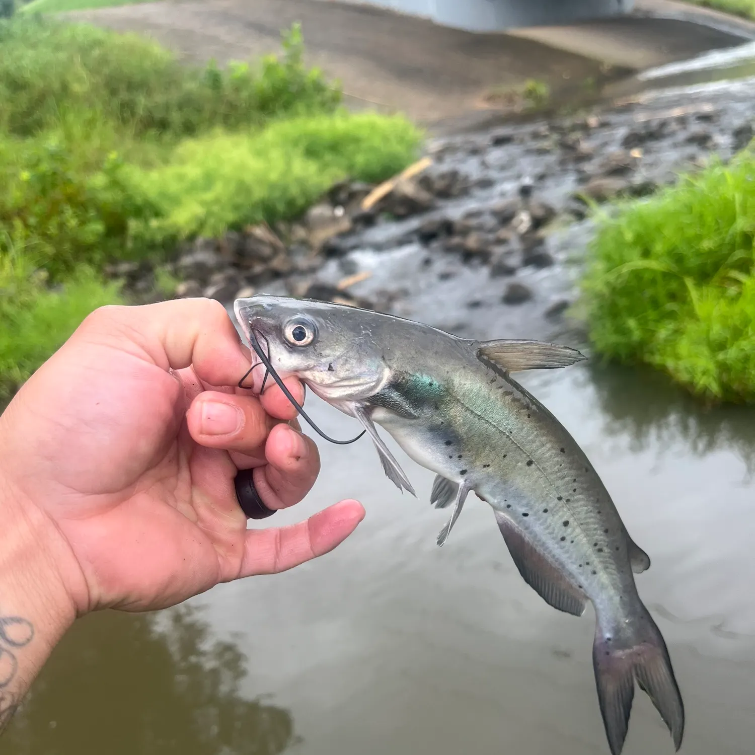 Channel catfish caught on Fishbrain