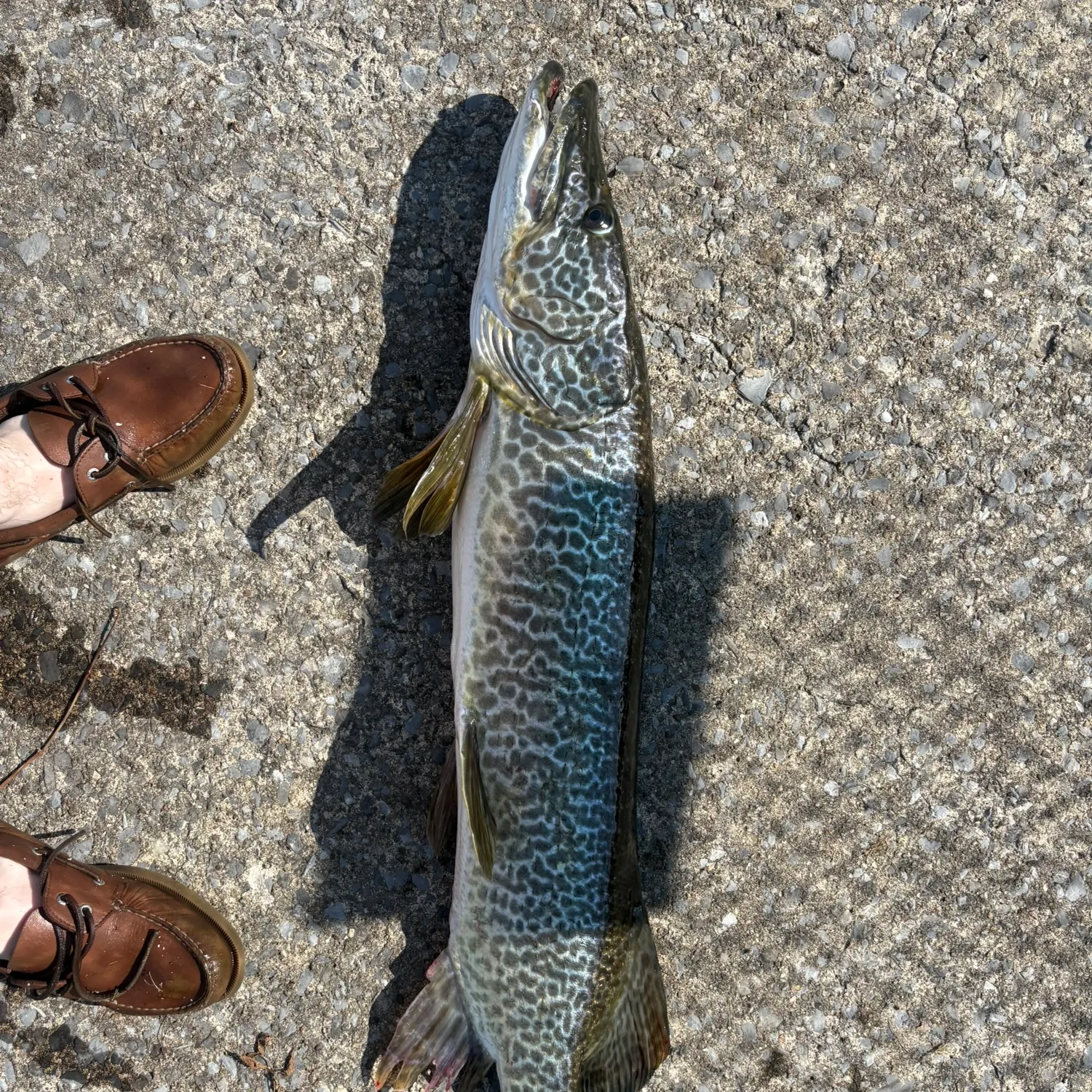 The most recent Tiger muskellunge catches on Fishbrain