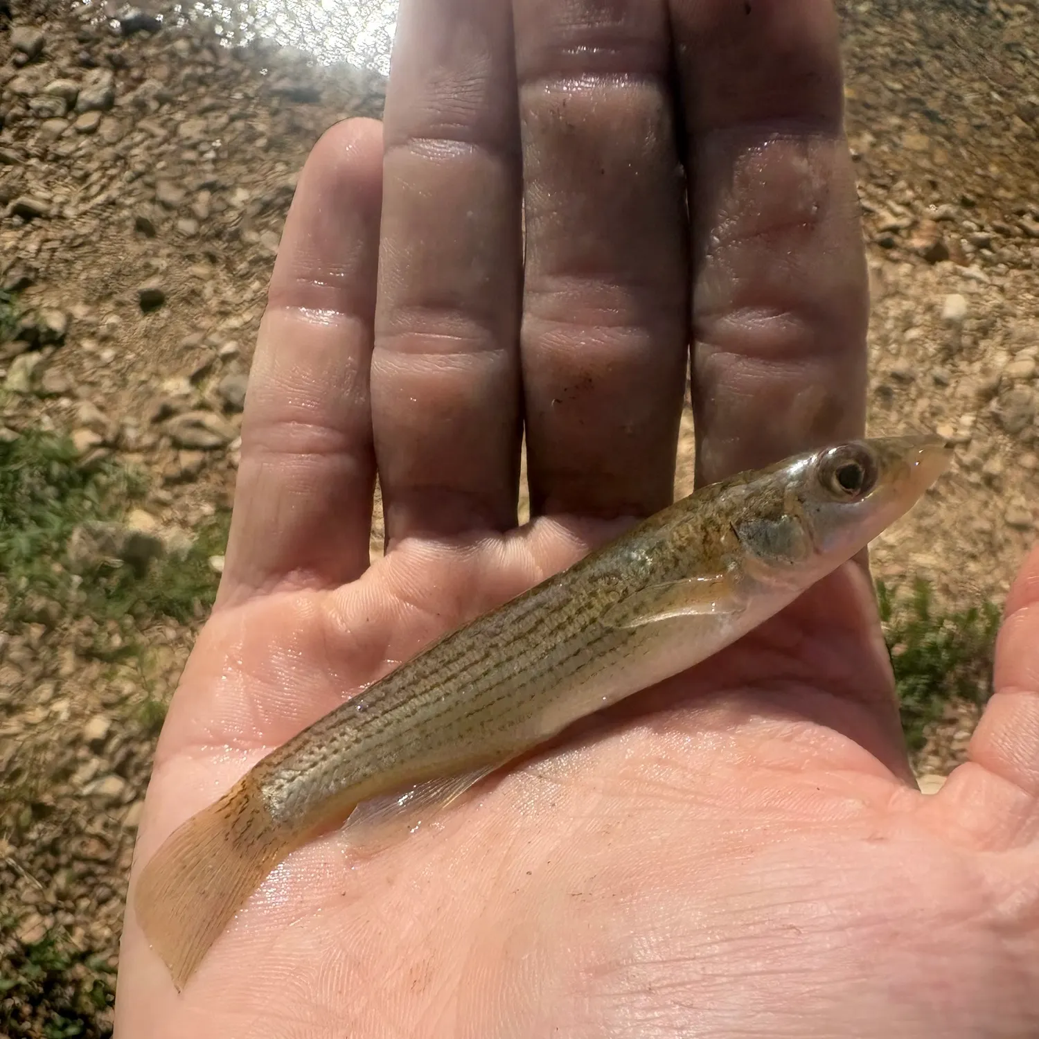 Fish caught on Fishbrain