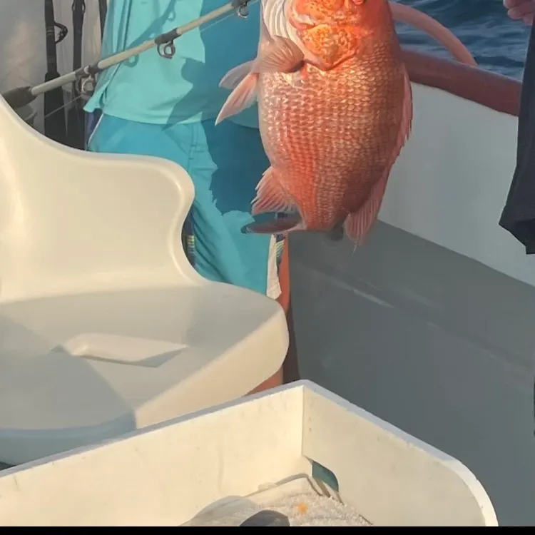 The most recent Northern red snapper catches on Fishbrain