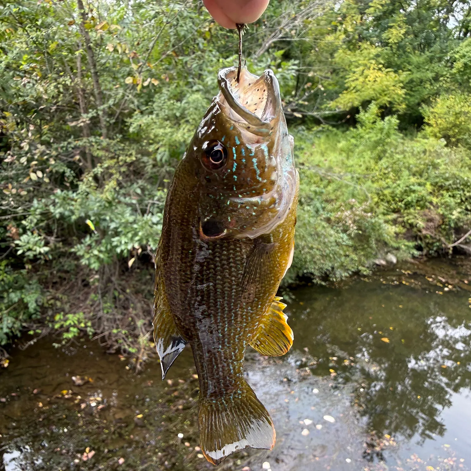 Green sunfish caught on Fishbrain