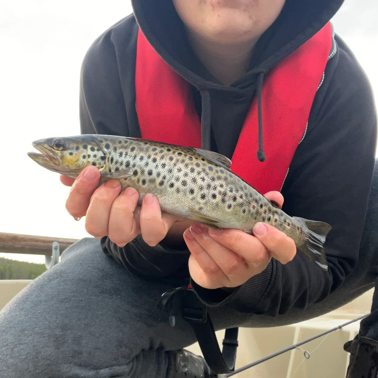 The most recent Lake trout catches on Fishbrain
