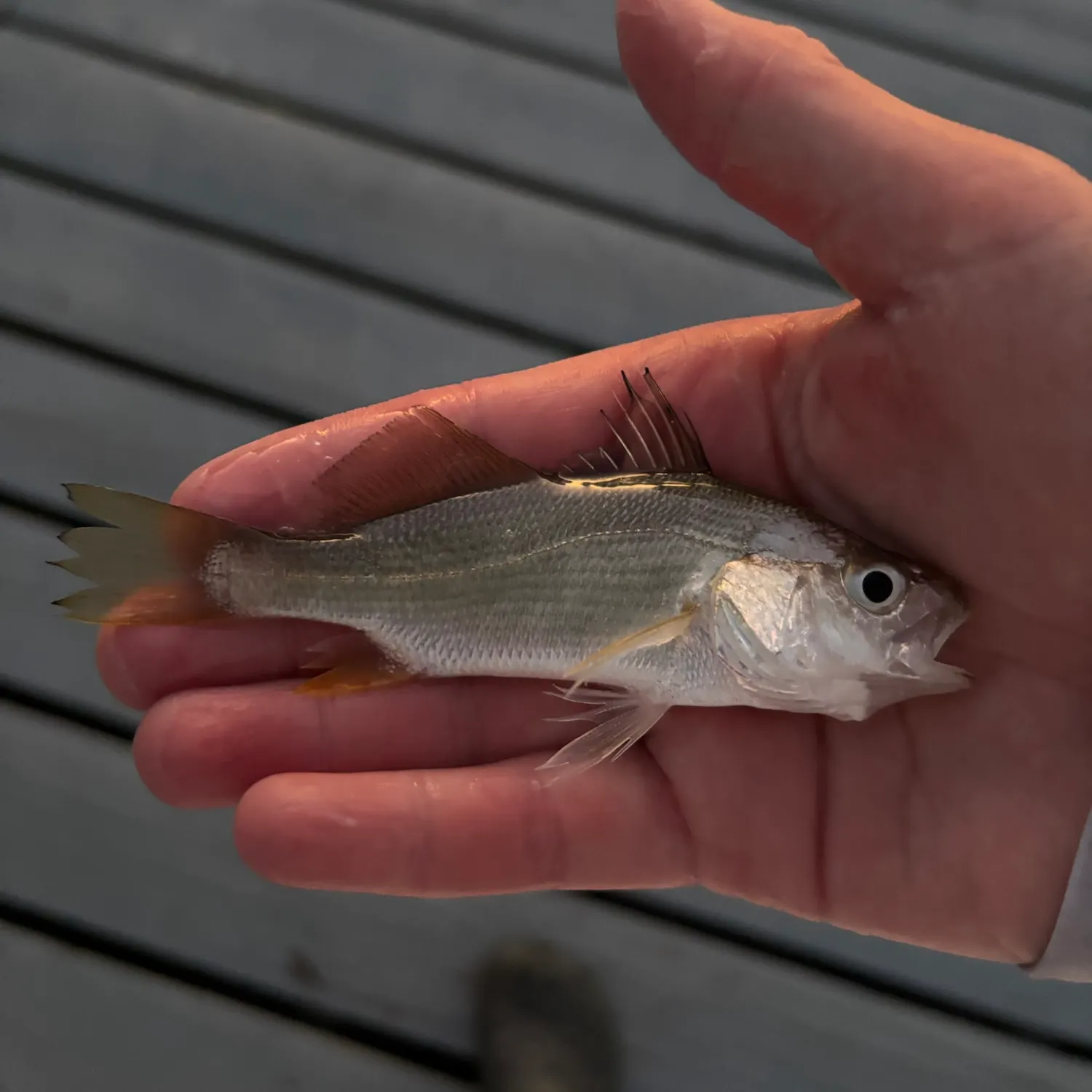 Silver perch caught on Fishbrain