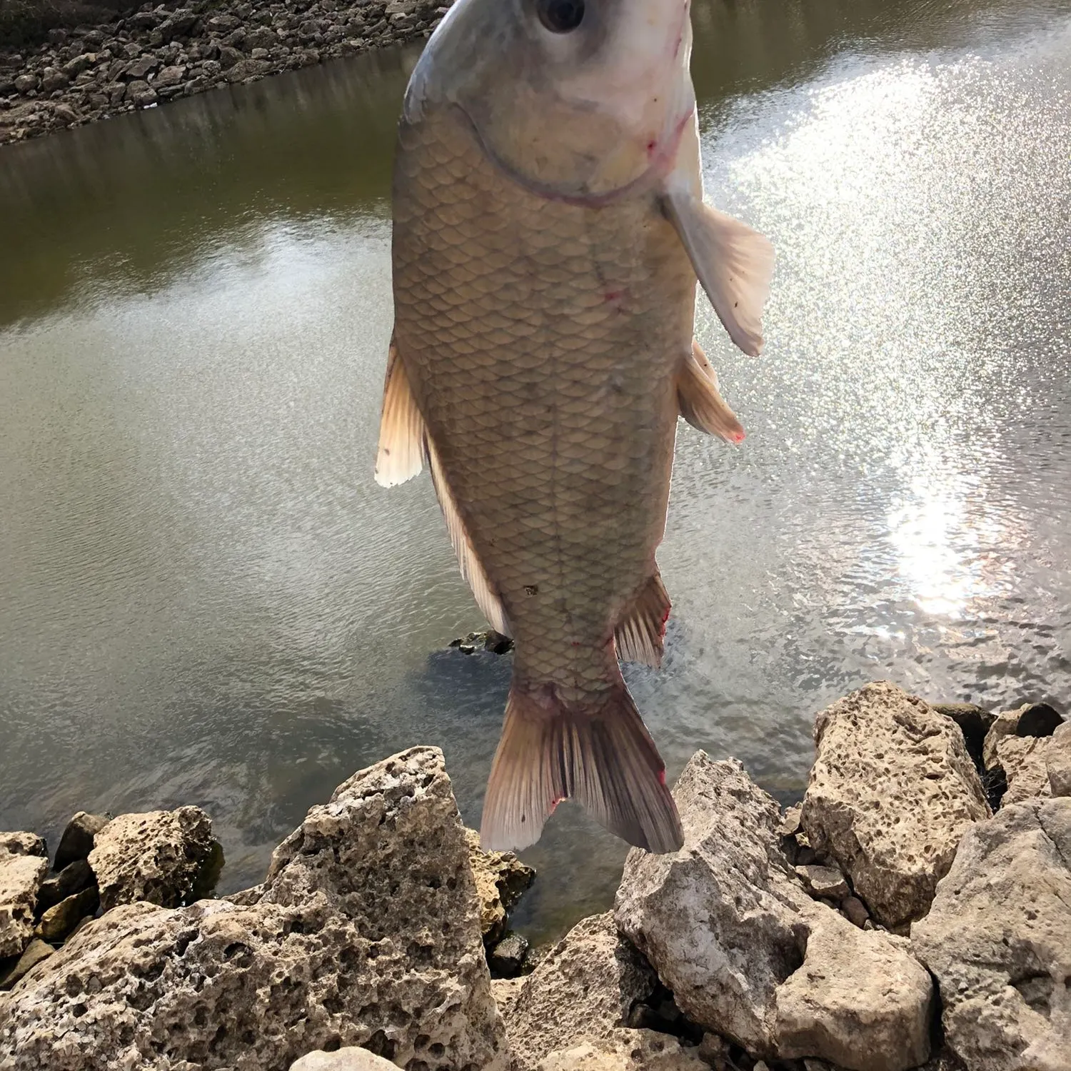 angler catch