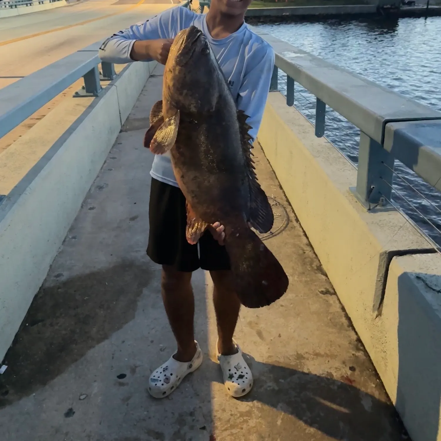Atlantic goliath grouper caught on Fishbrain