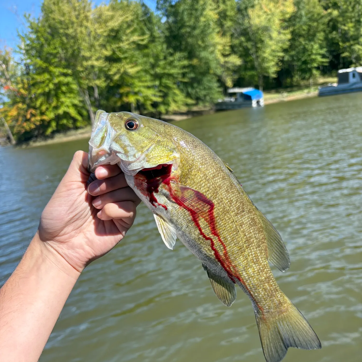 Smallmouth bass caught on Fishbrain