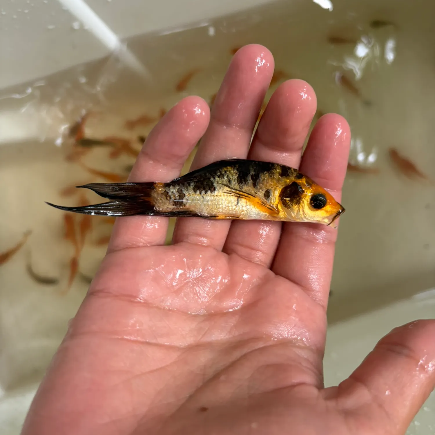 Koi carp caught on Fishbrain