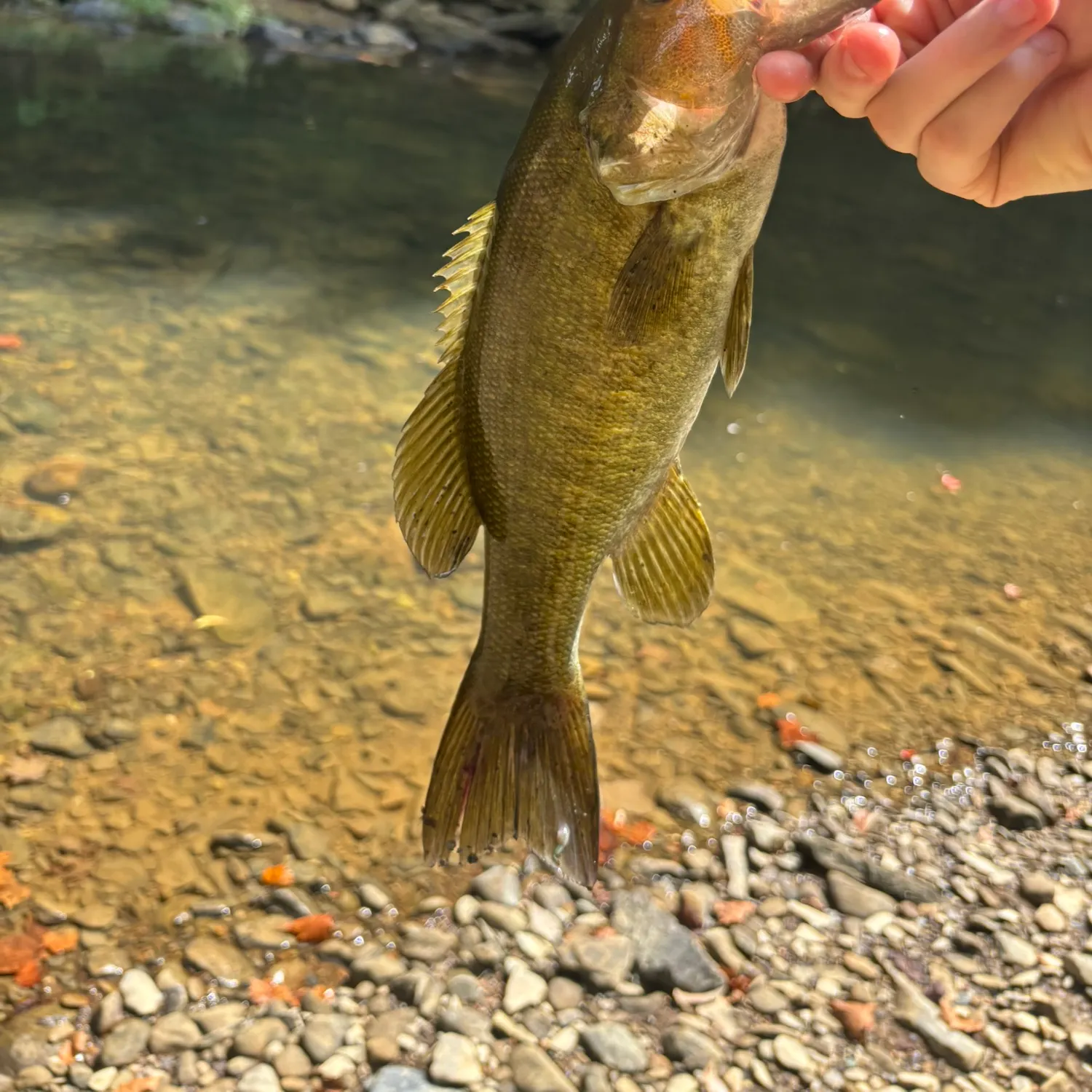 Smallmouth bass caught on Fishbrain