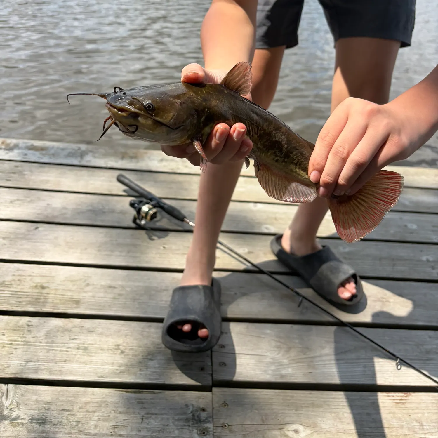 Brown bullhead caught on Fishbrain
