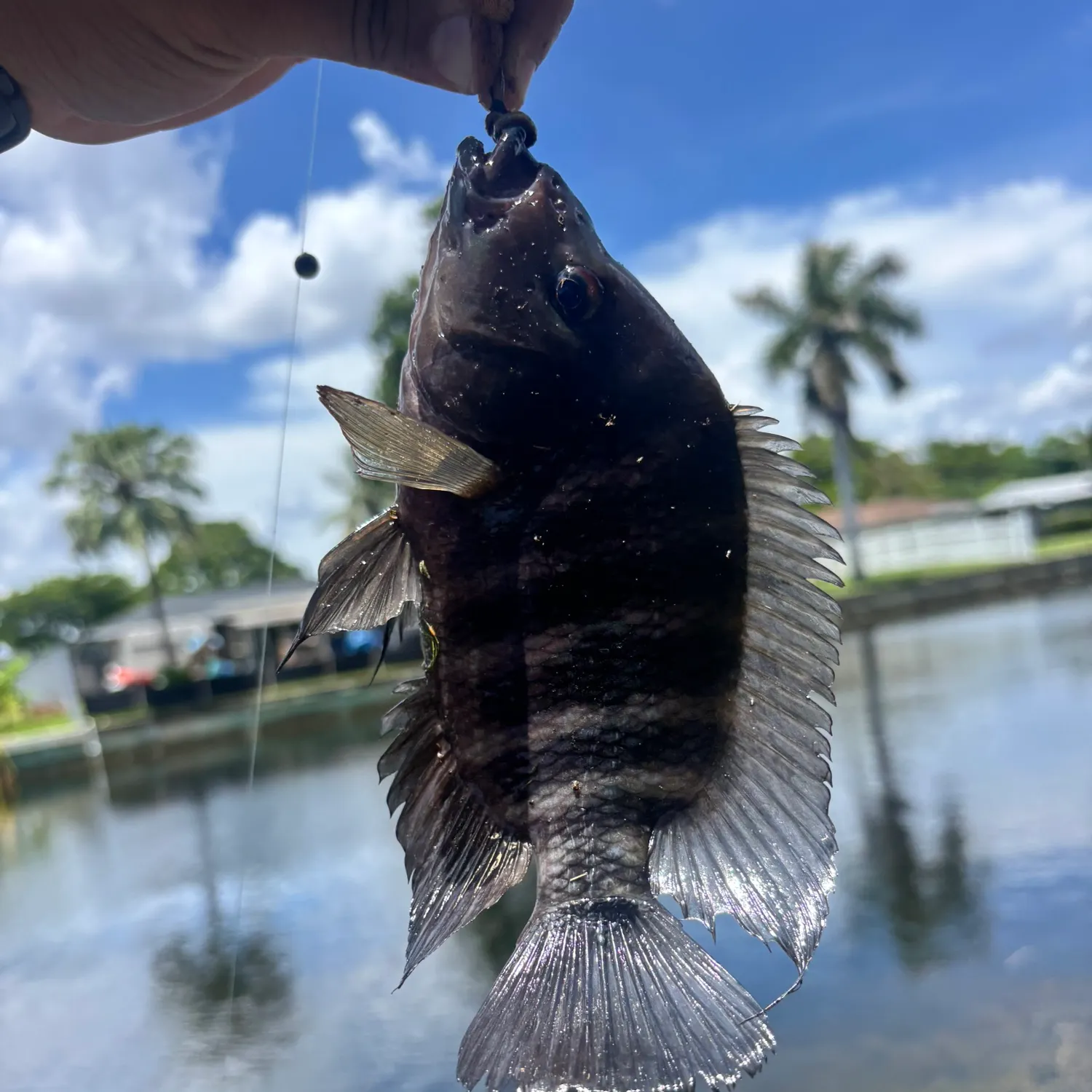 The most recent Spotted tilapia catches on Fishbrain