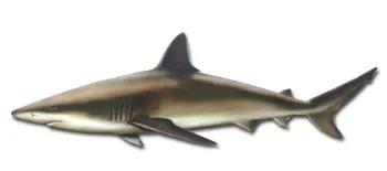 Copper shark