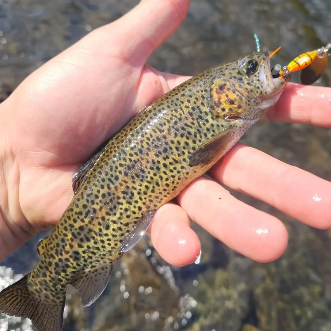 Fish caught on Fishbrain